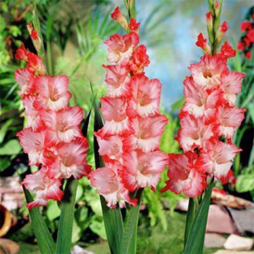 Гладиолус Пинк Леди 12/14 1шт (КолЛайн) 7шт/уп