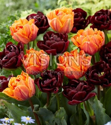 Тюльпан Дабл Блэк Энд Оранж Микс 1шт (КолЛайн) 6шт/уп