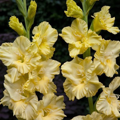 Гладиолус Монинг Голд 12/14 1шт КолЛайн (8шт/уп)