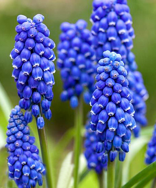 Мускари Биг Смайл 1шт (Садовита) 10шт/уп