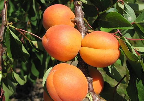 Абрикос Фаворит (Садовита)