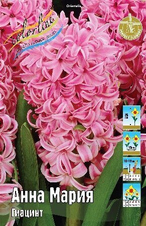Гиацинт Анна Мария 14/15 1шт (КолЛайн) 3шт/уп