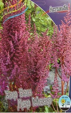 Астильба Хар Ван Дер Меер 1шт (КолЛайн) 2шт/уп