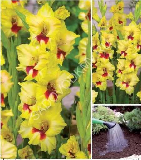 Гладиолус Алое сердце 14/+ 1шт (НК) 5шт/уп