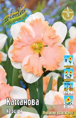 Нарцисс Кассанова 12/14 1шт (КолЛайн) 3шт/уп