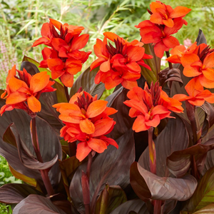 Канна (Зелен) Хэппи Джулия Cannasol 1шт (КолЛайн) 