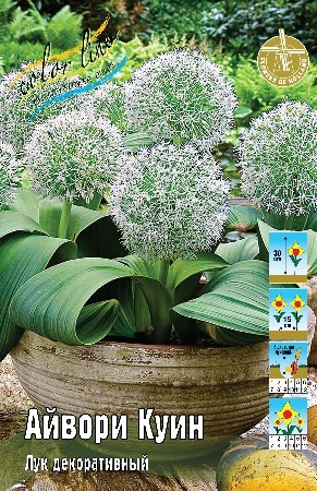 Лук декоративный Айвори Куин 10/12 1шт (КолЛайн) 5шт/уп