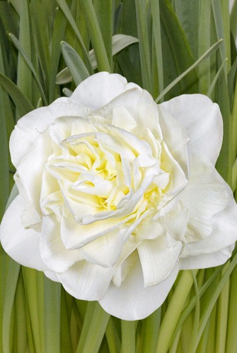 Нарцисс Обдам 12/14 1шт (Садовита) 2шт/уп