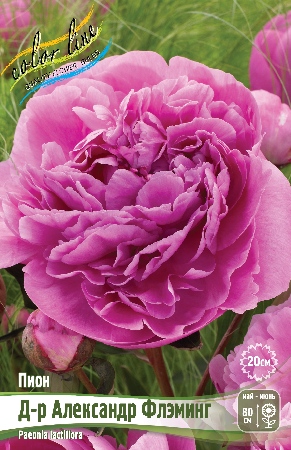 Пион д-р Александр Флэминг 1шт (КолЛайн)