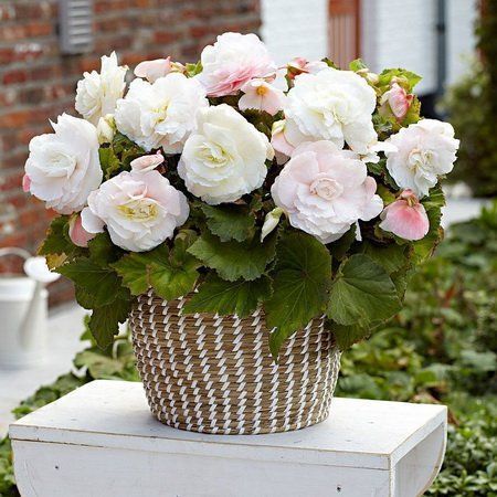 Бегония СУПЕРБА Белая 1шт (КолЛайн) 3шт/уп