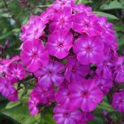 Флокс Ханна 1шт (КолЛайн) 2шт/уп