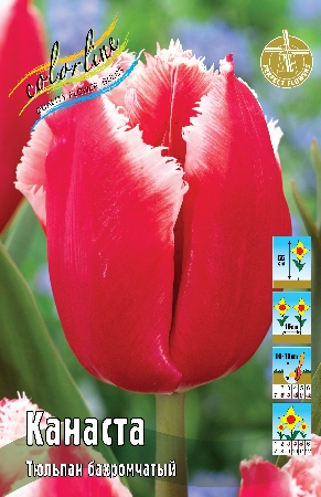 Тюльпан Канаста 1шт (КолЛайн) 3шт/уп 