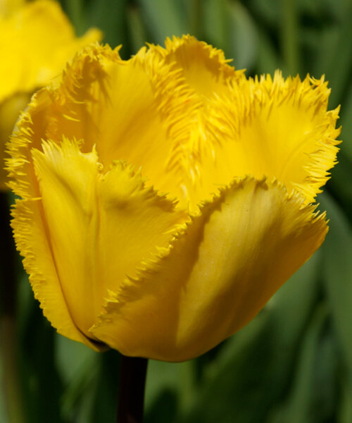 Тюльпан Кристал Стар 1шт (КолЛайн) 8шт/уп 