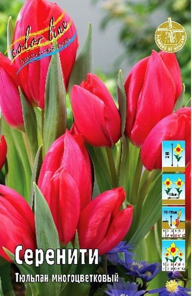 Тюльпан Серенити 1шт (КолЛайн) 8шт/уп мнгцв