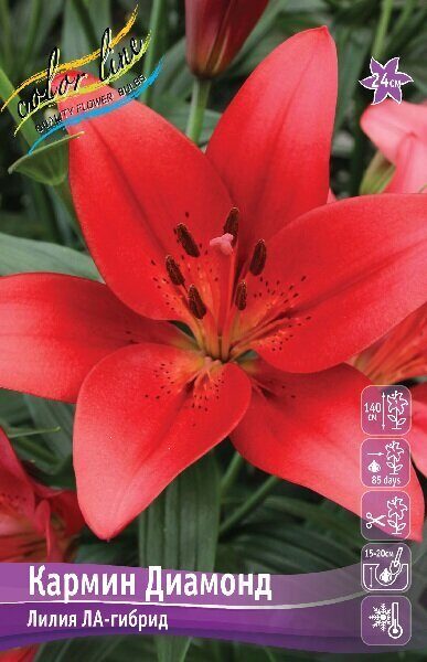Лилия Кармин Диамонд 10/12 1шт (КолЛайн) 7шт/уп