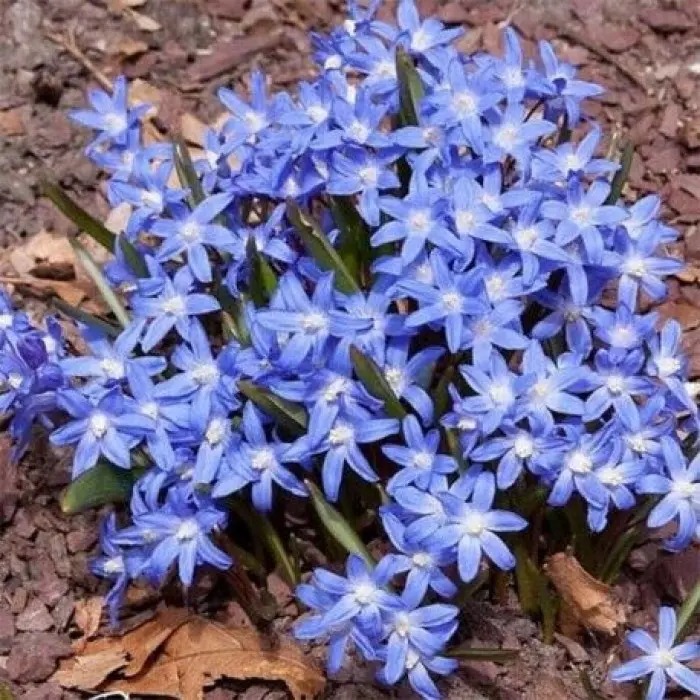 Хионодокса Форбса 1шт (КолЛайн) 10шт/уп