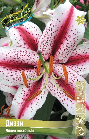 Лилия Диззи 12/14 1шт (КолЛайн) 2шт/уп