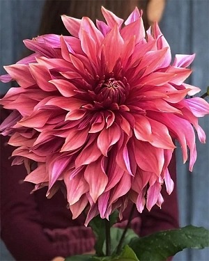 Георгина Пенхилл Дарк Монарх 1шт (КолЛайн)