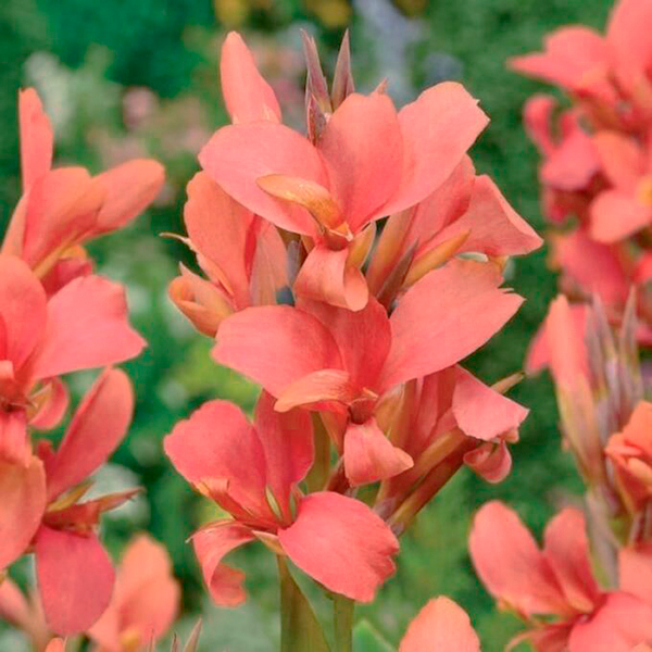 Канна Сити оф Портленд 1шт (КолЛайн) 