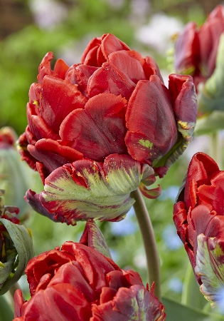 Тюльпан Рококо 1шт (КолЛайн) 3шт/уп