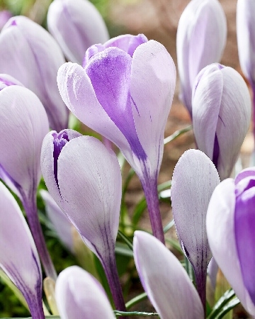 Крокус Уэйл Шарк 7/+ 1шт (КолЛайн) 10шт/уп