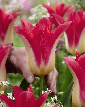 Тюльпан Лов Стори 1шт (КолЛайн) 5шт/уп