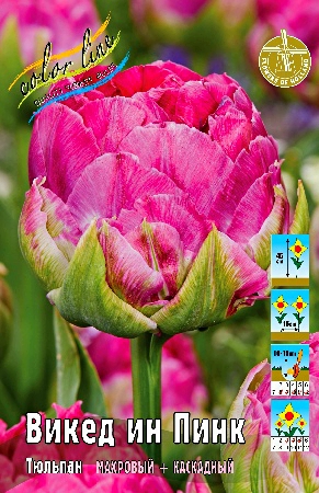 Тюльпан Викед Ин Пинк 1шт (КолЛайн) 7шт/уп