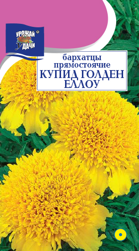 Бархатцы Купид Гольден Еллоу 0,2г ц/п *(УУ) махр 25см/8см 