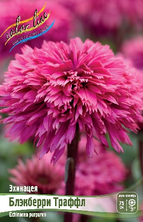 Эхинацея Блэкберри Траффл 1шт (КолЛайн)