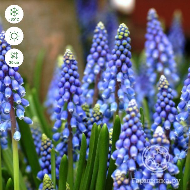 Мускари Дарк Айз 1шт (Садовита) 8шт/уп