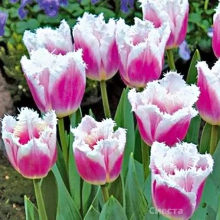 Тюльпан Сиеста 11/12 1шт (КолЛайн) 7шт/уп