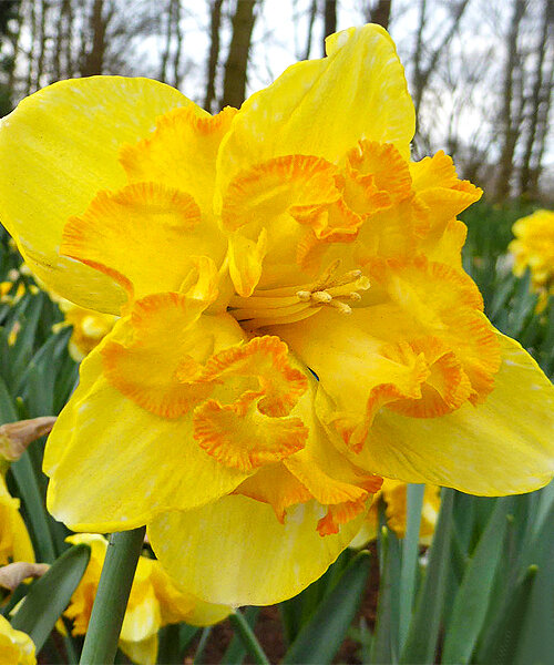 Нарцисс Блэйзинг Стартлет 1шт (КолЛайн) 3шт/уп 