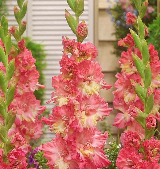 Гладиолус Курск 10/12 1шт (КолЛайн) 3шт/уп