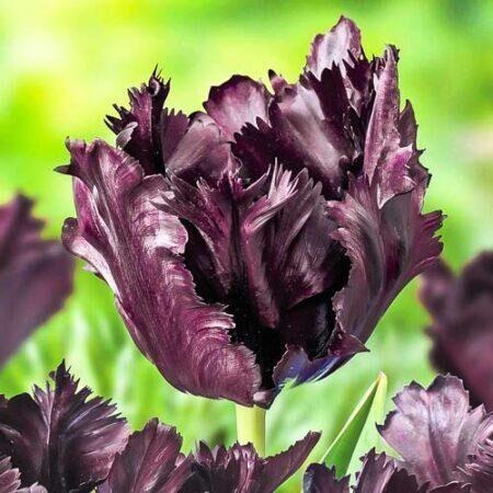 Тюльпан Фрозен Найт 1шт (Садовита) 7шт/уп