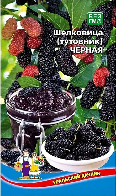 Шелковица (тутовник) Черная ц/п (УД)