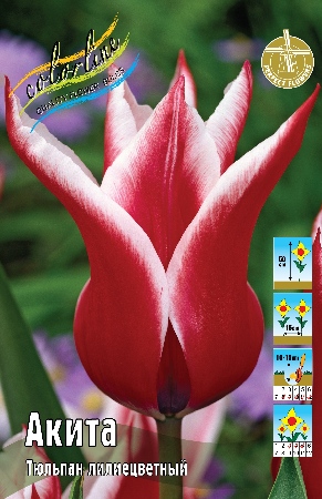 Тюльпан Акита 1шт (КолЛайн) 3шт/уп