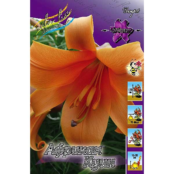 Лилия Африкан Куин 12/14 1шт (КолЛайн) 5шт/уп