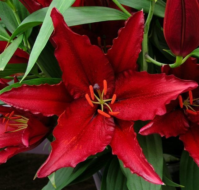 Лилия Файрболт 1шт (КолЛайн) 5шт/уп