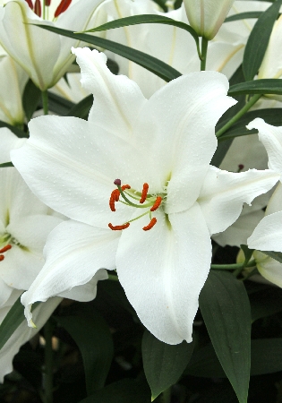 Лилия Биг Ньюс 13/14 1шт (КолЛайн) 2шт/уп