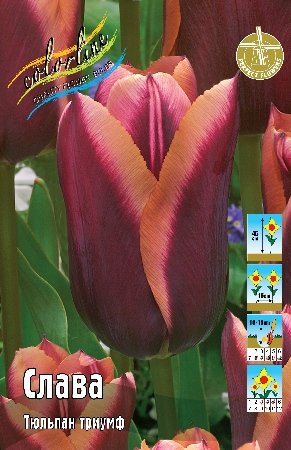 Тюльпан Слава 1шт (КолЛайн) 3шт/уп 