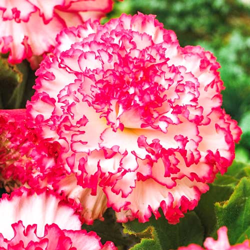 Бегония Мармората 1шт (Садовита) 3шт/уп