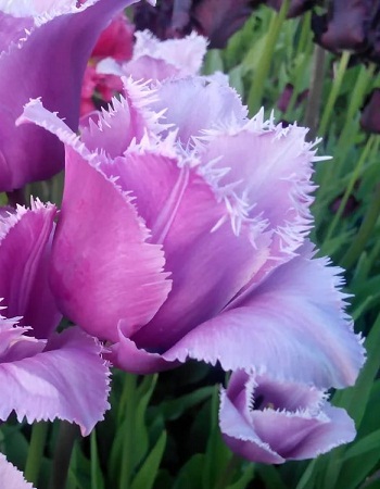 Тюльпан Блю Херон 11/12 1шт (Садовита) 10шт/уп