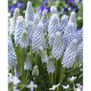 Мускари Бейбиз Бреф 1шт (КолЛайн) 10шт/уп