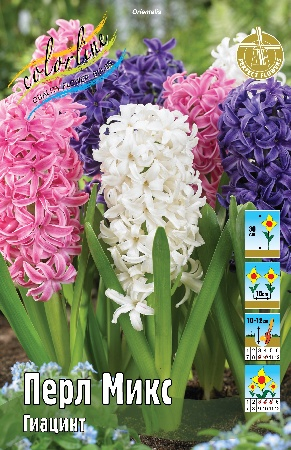 Гиацинт Перл Микс 14/15 1шт (КолЛайн) 3шт/уп