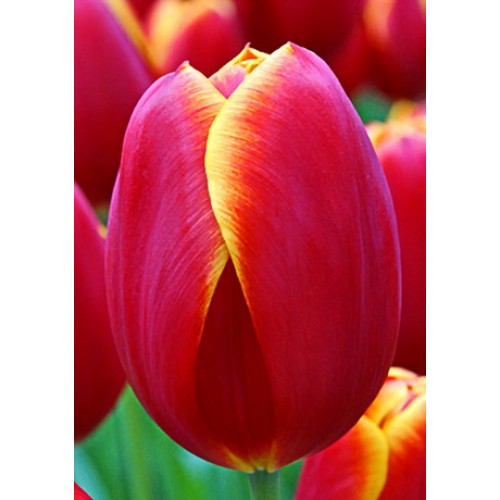 Тюльпан Флаинг Драгон 11/12 1шт (Садовита) 10шт/уп