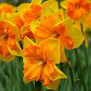 Нарцисс Конгресс 12/14 1шт (Садовита) 5шт/уп