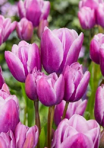 Тюльпан Пурпл Элеганс 11/12 1шт (Садовита) 8шт/уп