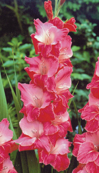 Гладиолус Лазурное кружево 14/+ 1шт (НК) 5шт/уп 