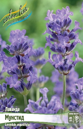 Лаванда Мунстид узколистная 1шт (КолЛайн)