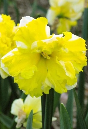 Нарцисс Банана Сплэш 12/14 1шт (КолЛайн) 5шт/уп